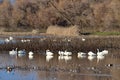 Tundra Swans - San Luis NWR, Los Banos