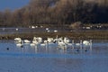 Tundra Swans - San Luis NWR, Los Banos