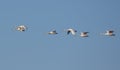 Flock of Tundra swans Cygnus columbianus migrates in flight on clear blue spring sky Royalty Free Stock Photo