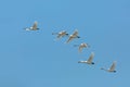 Flock of Tundra Swans migrating against a blue sky Royalty Free Stock Photo