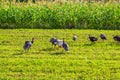 Flock of turkey hen on the green meadow