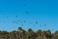 Flock of Turkey Vultures circling over concentration of dead fish on south west Florida beach