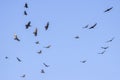 Flock Of Turkey Vultures Royalty Free Stock Photo