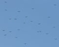 A flock of Turkey Vultures flying or kettling against a blue sky