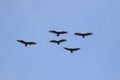 A flock of Turkey Vultures flying or kettling against a blue sky