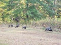 View of a Flock of Turkeys, Blendon Woods Metro Park, Columbus, Ohio Royalty Free Stock Photo