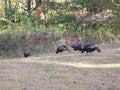 View of a Flock of Turkeys, Blendon Woods Metro Park, Columbus, Ohio