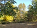 View of a Flock of Turkeys, Blendon Woods Metro Park, Columbus, Ohio Royalty Free Stock Photo