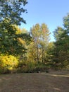 View of a Flock of Turkeys, Blendon Woods Metro Park, Columbus, Ohio