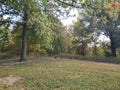 View of a Flock of Turkeys, Blendon Woods Metro Park, Columbus, Ohio Royalty Free Stock Photo