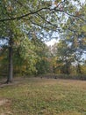 View of a Flock of Turkeys, Blendon Woods Metro Park, Columbus, Ohio Royalty Free Stock Photo