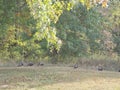 View of a Flock of Turkeys, Blendon Woods Metro Park, Columbus, Ohio Royalty Free Stock Photo
