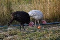 Flock of turkeys on the farmyard. Thanksgiving day symbol