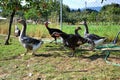 Flock of turkeys and geese feed on the rural farmyard. Domestic goose family graze on traditional village barnyard Royalty Free Stock Photo