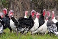 Flock of turkeys grazing on the grass Royalty Free Stock Photo