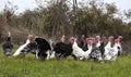 Flock of turkeys grazing on the grass Royalty Free Stock Photo