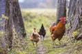 Flock of two red hens and rooster outdoors on bright sunny day on blurred colorful rural background. Farming of poultry, chicken Royalty Free Stock Photo