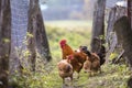 Flock of two red hens and rooster outdoors on bright sunny day on blurred colorful rural background. Farming of poultry, chicken