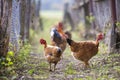 Flock of two red hens and rooster outdoors on bright sunny day on blurred colorful rural background. Farming of poultry, chicken Royalty Free Stock Photo