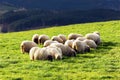 Flock of latxa sheep Royalty Free Stock Photo