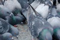 A flock of urban pigeons pecking grain on the sidewalk Royalty Free Stock Photo