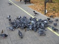 A flock of urban pigeons pecking grain on the sidewalk on sunny day Royalty Free Stock Photo