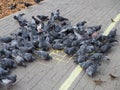 A flock of urban pigeons pecking grain on the sidewalk on sunny day Royalty Free Stock Photo