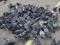 A flock of urban pigeons pecking grain on the sidewalk on sunny day Royalty Free Stock Photo