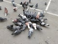 A flock of urban pigeons pecking millet Royalty Free Stock Photo