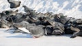 A flock of urban pigeons pecks at the food scattered by people in the snow. Selective focus Royalty Free Stock Photo