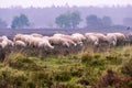 Flock of Veluwe Heath Sheep on the Ermelosche heide