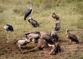 a flock of vultures fights over a fresh kill in Ngorogoro crater, in Tanzania Royalty Free Stock Photo