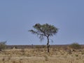 A flock of Vultures sitting on a dead tree Royalty Free Stock Photo