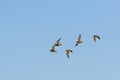 Flock with wader birds in flight by fall migration