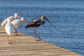 Flock of wading birds on a dock