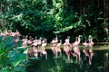 Wading pink flamingo birds Royalty Free Stock Photo