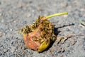 Wasps eat a pear Royalty Free Stock Photo