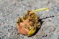 Wasps eat a pear Royalty Free Stock Photo