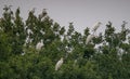 flock of water birds great white heron sitting in a tree near the lake Royalty Free Stock Photo