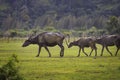 Flock of water buffalo walking on farm field Royalty Free Stock Photo