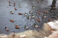 Flock of waterfowl birds