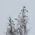 Birds on a tree