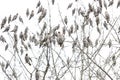 Flock of waxwings sit on top of a tree Royalty Free Stock Photo