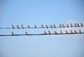 Forest birds of waxwings on wires