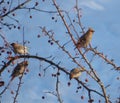 Flock of waxwings sitting on the trees among dry rowan berries