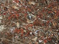 A flock of waxwings on the snowy branches Royalty Free Stock Photo