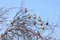 Birds on a tree