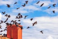 Flock of Western Jackdaws flying above a chimney at roof Royalty Free Stock Photo