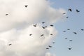 Flock of Western Jackdaws Flying Royalty Free Stock Photo