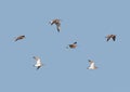 A flock of Whimbrel, Numenius phaeopus, wader. UK.